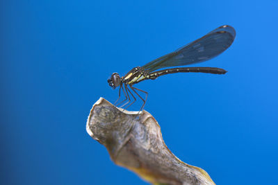 Close-up of dragonfly on plant against blue sky