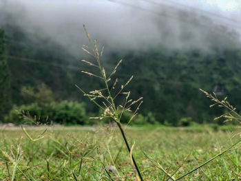 Close-up of plant growing on field