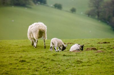 Sheep grazing in a field