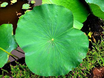 Close-up of green leaves floating on water