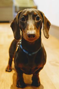 Close-up portrait of a dog