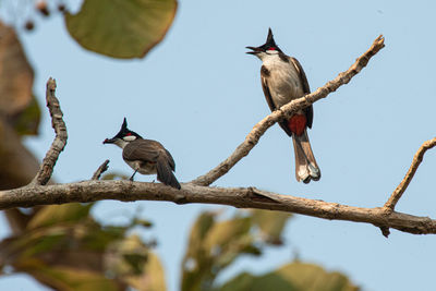 Low angle view of birds perching on tree