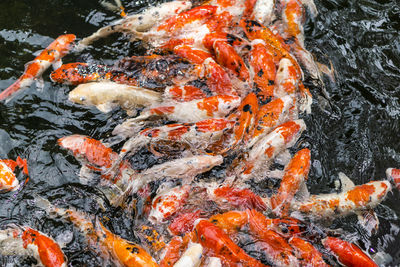 High angle view of koi carps swimming in water