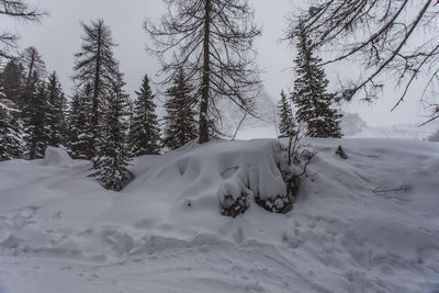 Pine trees on snow covered field against sky