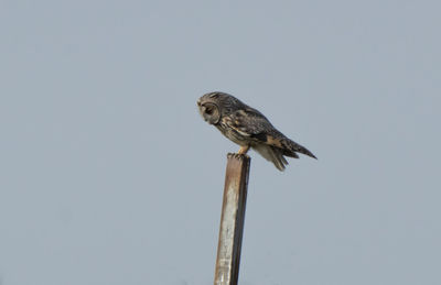 Low angle view of bird perching on wooden post against clear sky