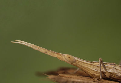 Close-up of insect on wood against green background