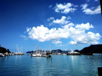 Sailboats moored in harbor