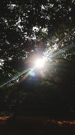 Low angle view of trees in forest against sky