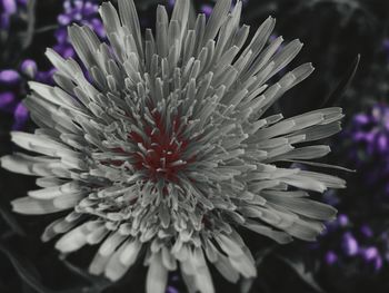 Close-up of purple flower blooming outdoors