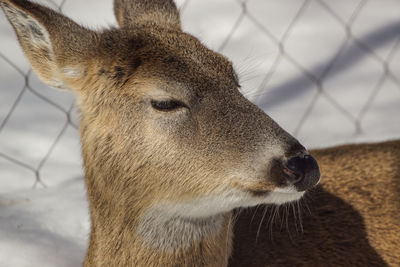 Close-up of deer