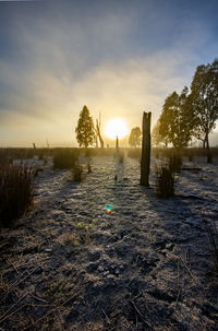 Frosty morning in the wetlands
