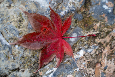 High angle view of red maple leaves on rock
