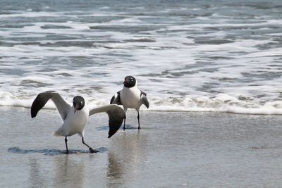 Birds on beach