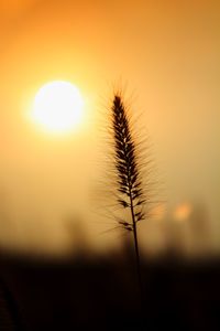 Close-up of silhouette plant against orange sky