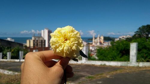 Close-up of hand holding yellow flower against blue sky