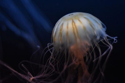 Close-up of jellyfish over black background