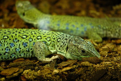 Close-up of lizard on land
