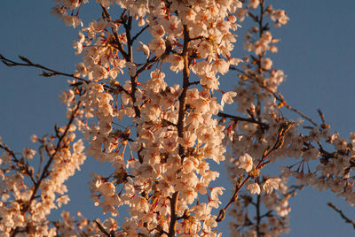 Low angle view of cherry blossom tree