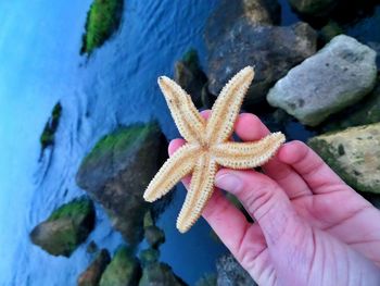 Close-up of hand holding starfish on rock