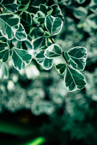 Close-up of plant leaves