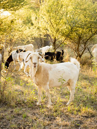 Sheep standing in a field