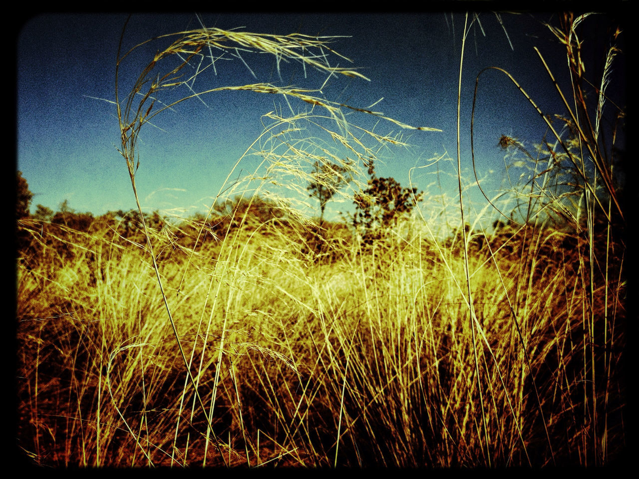 transfer print, auto post production filter, growth, tranquility, nature, beauty in nature, plant, tranquil scene, sky, scenics, tree, grass, field, branch, bare tree, clear sky, low angle view, outdoors, no people, blue