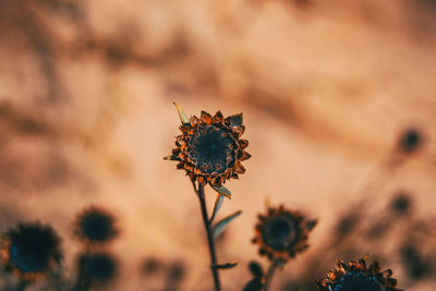 Close-up of wilted flowering plant