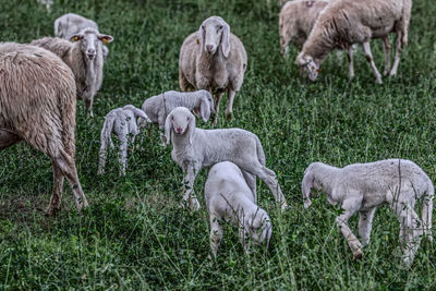 Sheep in a field