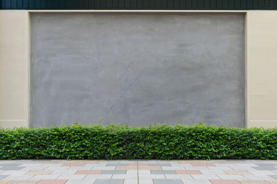 Plants growing on wall by building