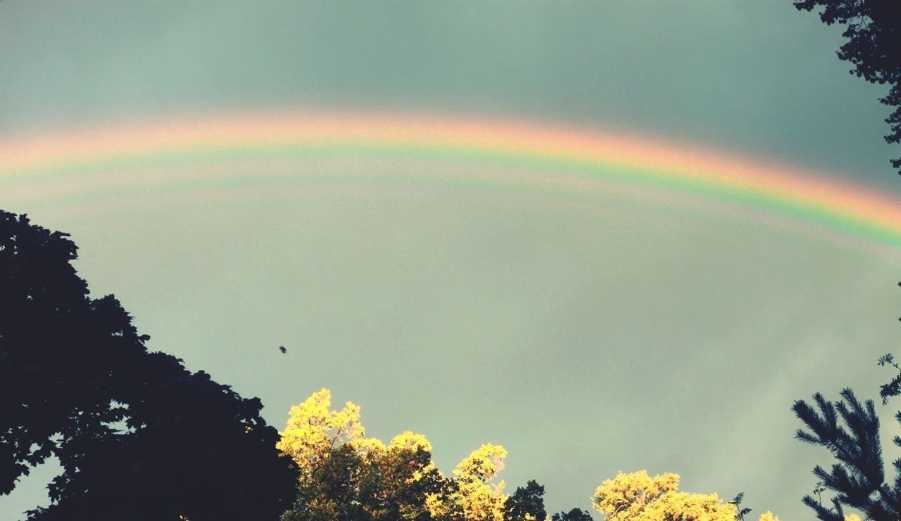 low angle view, sky, rainbow, multi colored, tree, cloud - sky, nature, beauty in nature, built structure, architecture, growth, high section, scenics, outdoors, cloud, flying, building exterior, no people, colorful, yellow