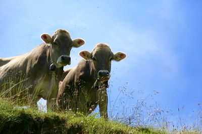 Cows in a field