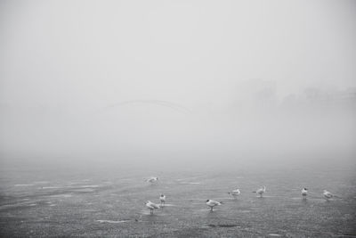 Swans swimming in lake against sky