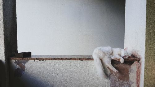 Cat sleeping on wall