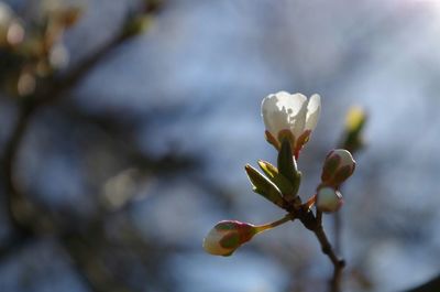 Close-up of white flowering plant