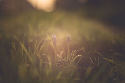 Close-up of flowering plants on field