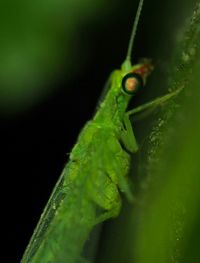 Close-up of insect on leaf