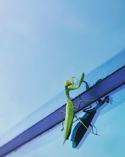 This mantis even can walk on glass