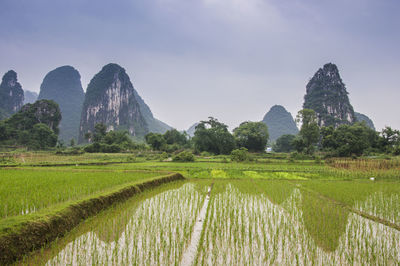 Scenic view of agricultural field against sky