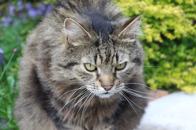 Close-up portrait of a cat