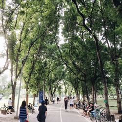 People walking on street amidst trees against sky