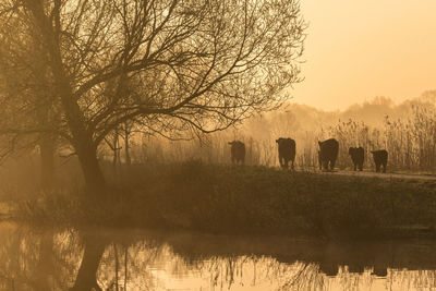 Cattle at lakeshore during sunset