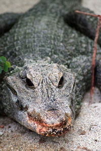 Close-up of a lizard on rock