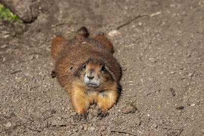 High angle view of squirrel on land