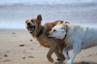 Dog standing on beach