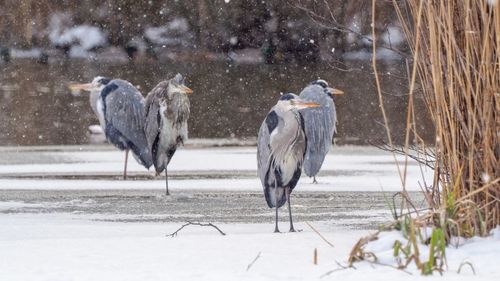 Gray herons on field during winter