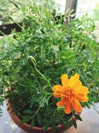 Close-up of yellow flowers blooming in garden