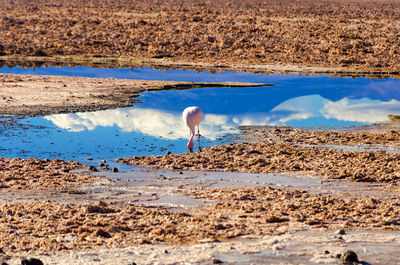 Flamingo feeding by lake at chaxa lagoon