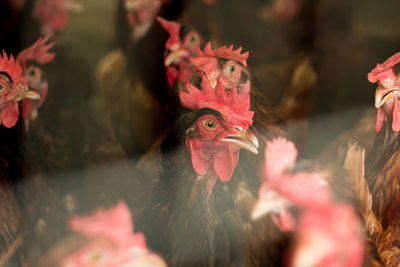 Close-up of hens looking away