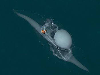 Close-up of fish swimming in sea