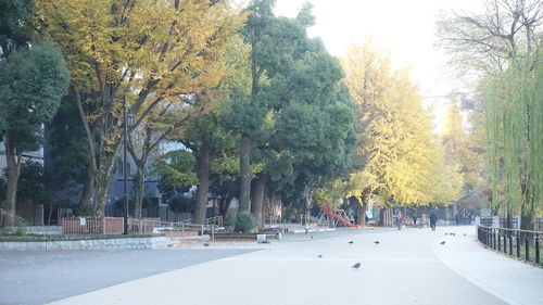 Trees in autumn